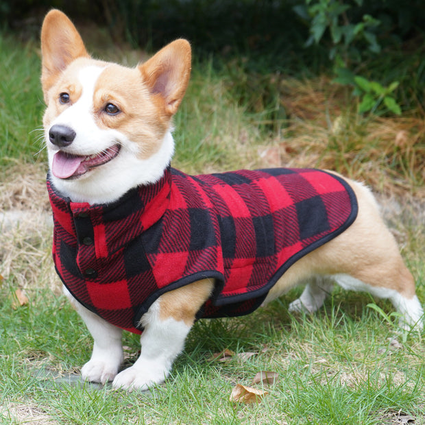 Stylish winter outfit for dogs